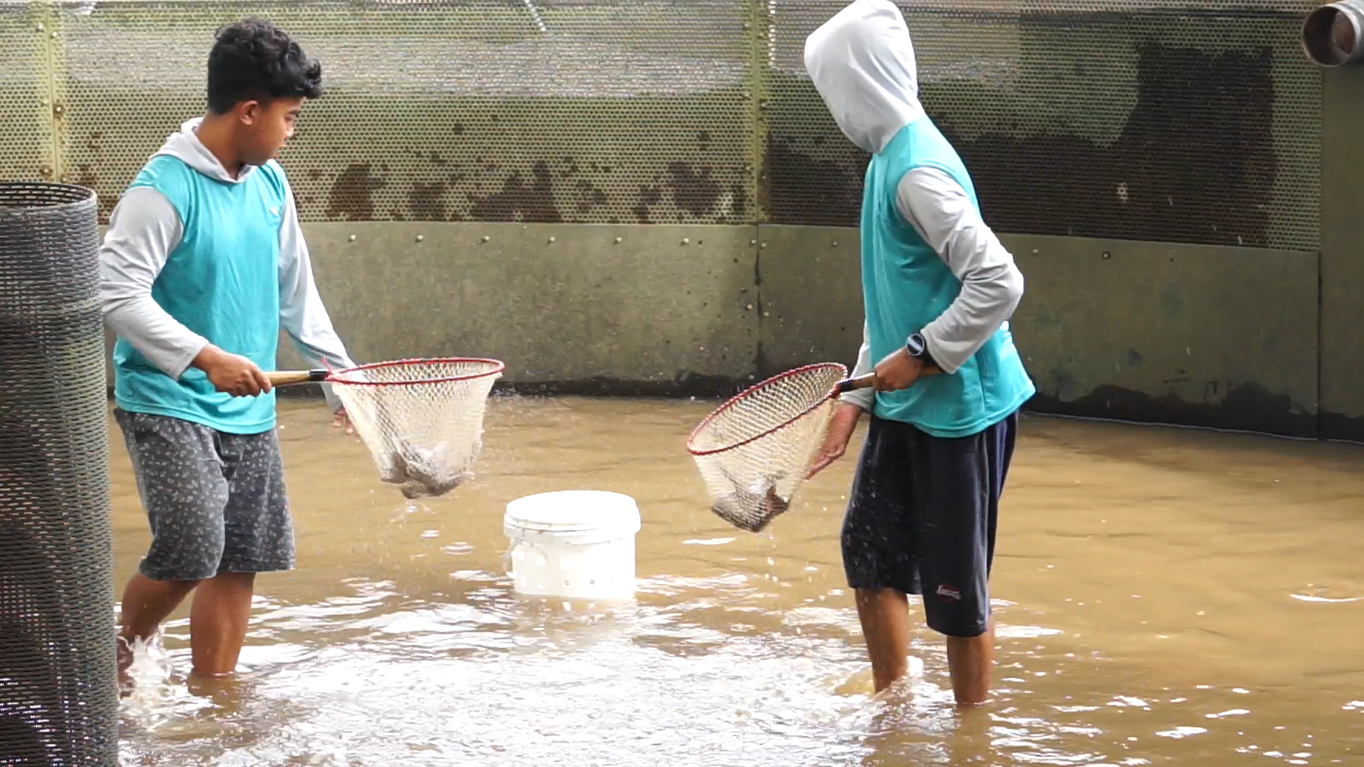 Pemanenan Ikan Lele Menggunakan Jaring