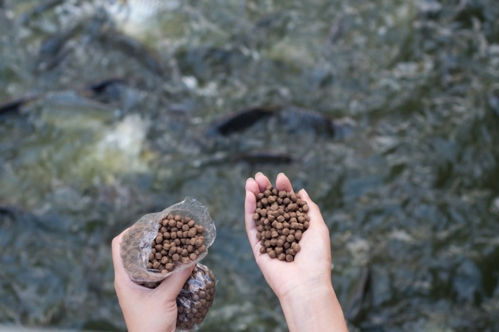 Masa panen ikan lele