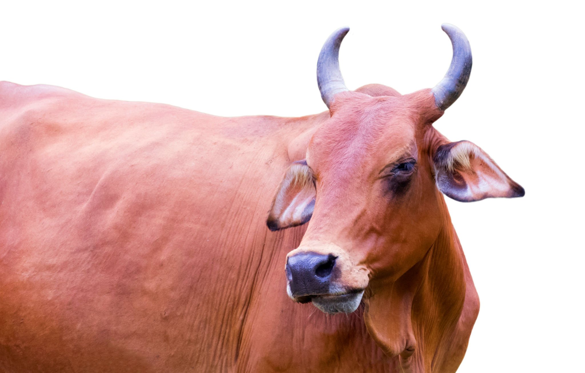 Gambar Sapi Ayrshire