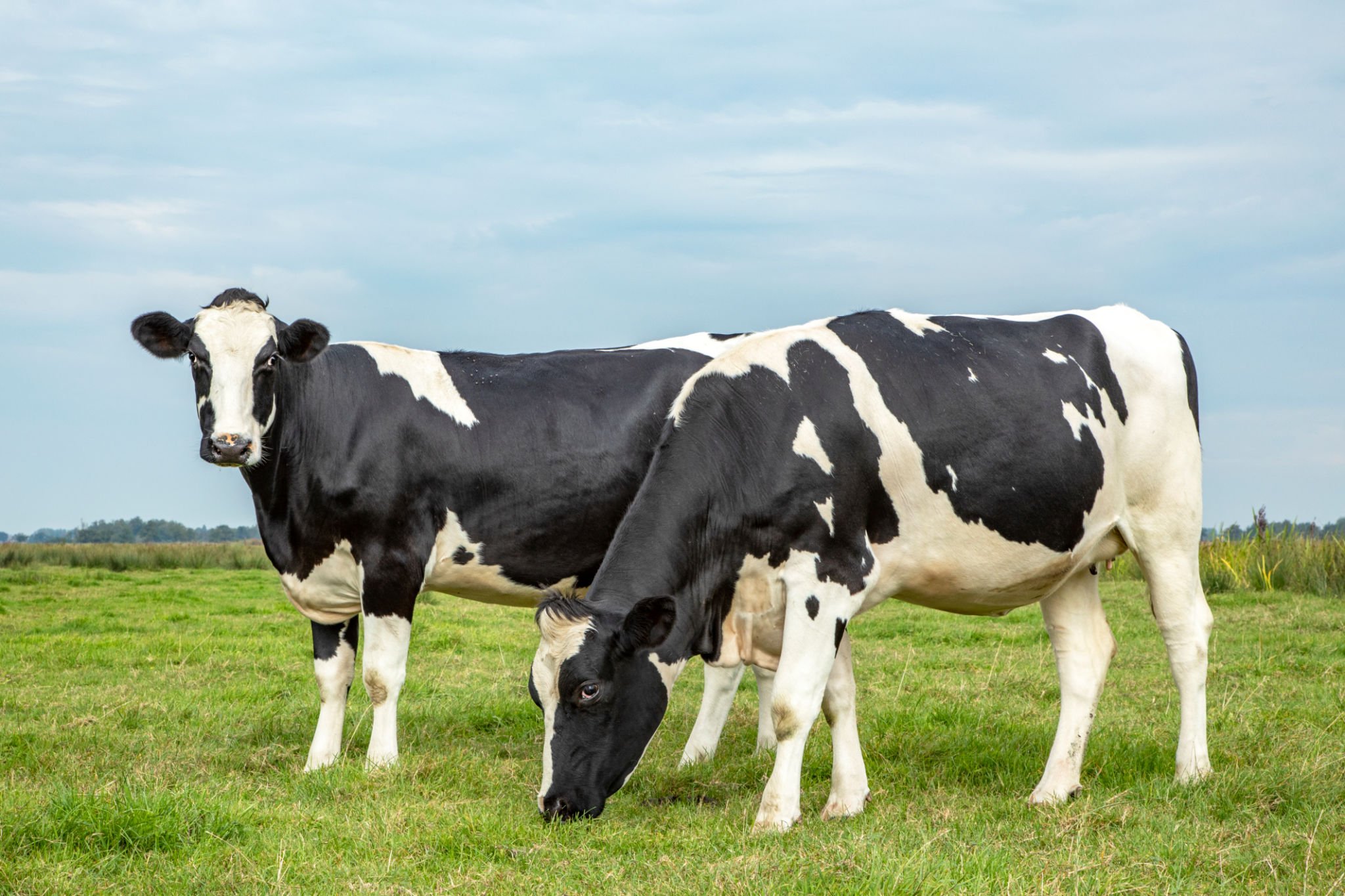 Gambar Sapi Friesian Holstein