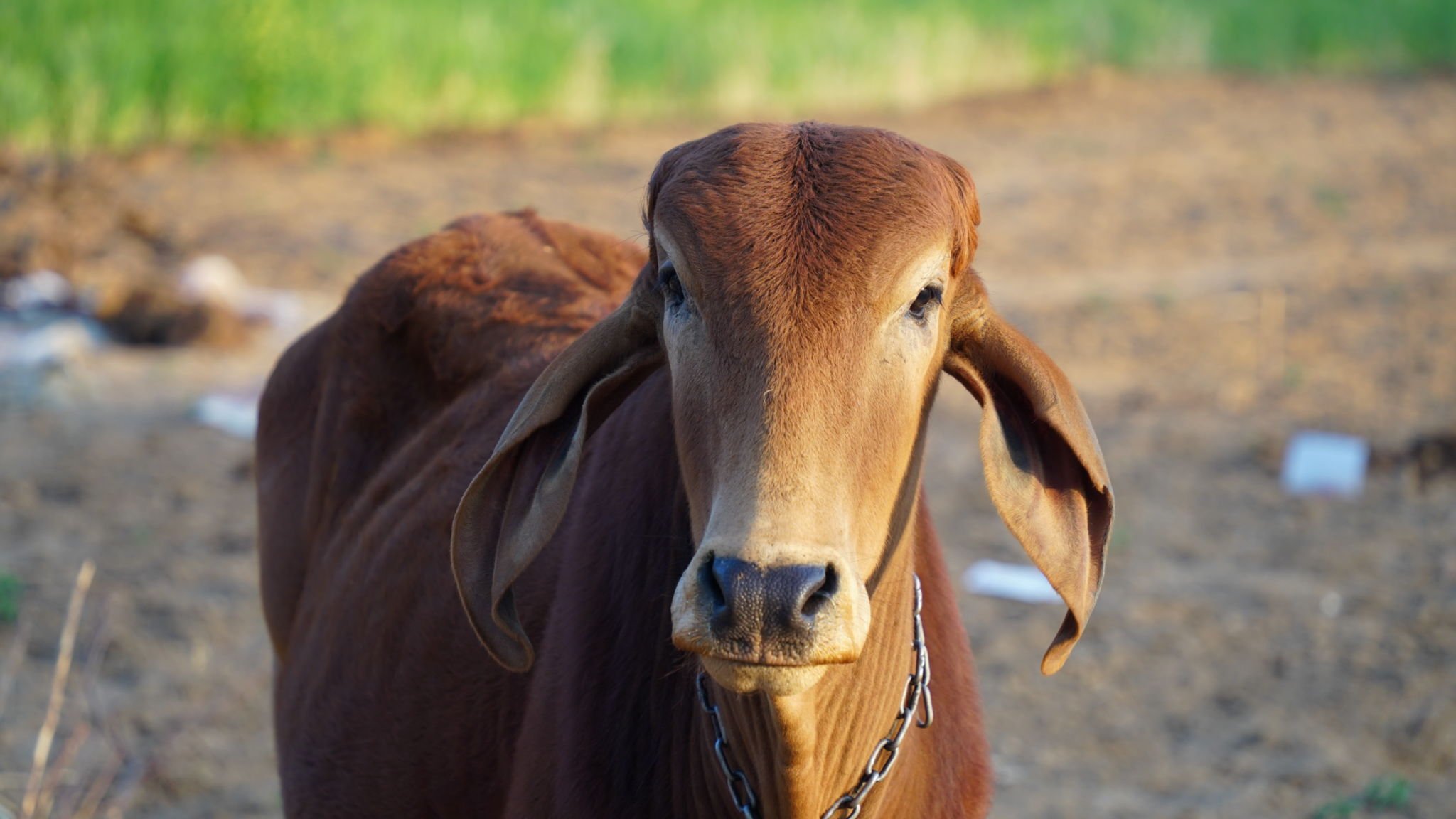 Gambar Sapi Sahiwal