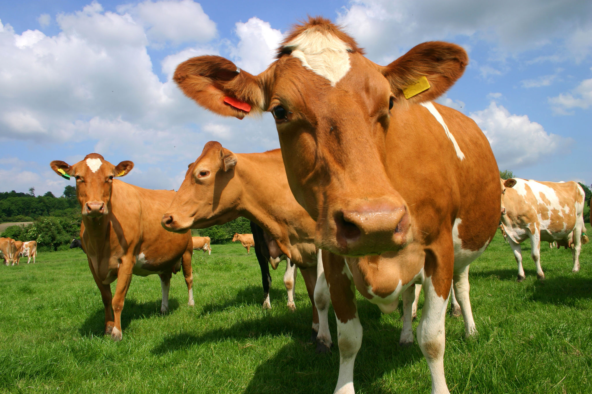 Gambar Sapi Guernsey