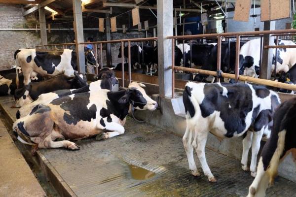 Gambar Sapi Hibrida Holstein