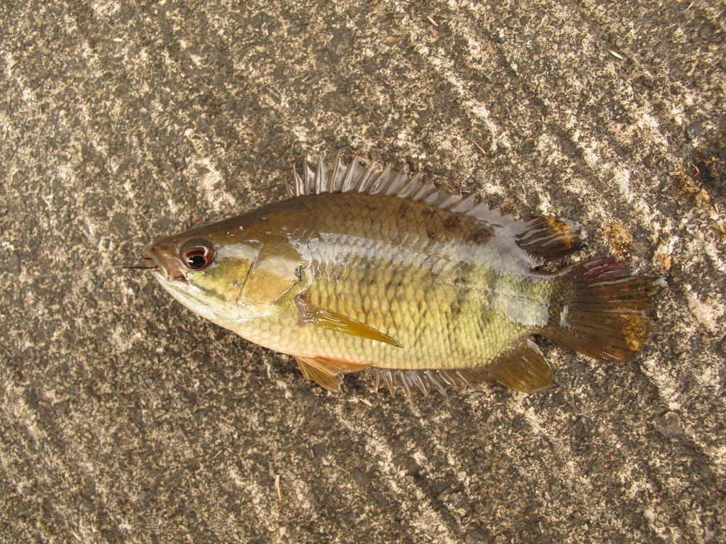 510+ Jenis Ikan Air Tawar Di Indonesia HD Terbaru