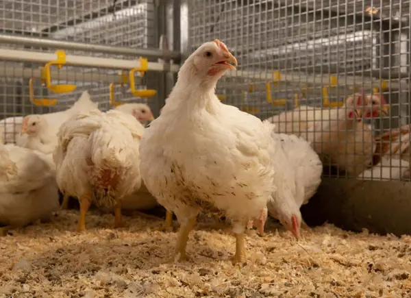 Ayam broiler dalam kandang