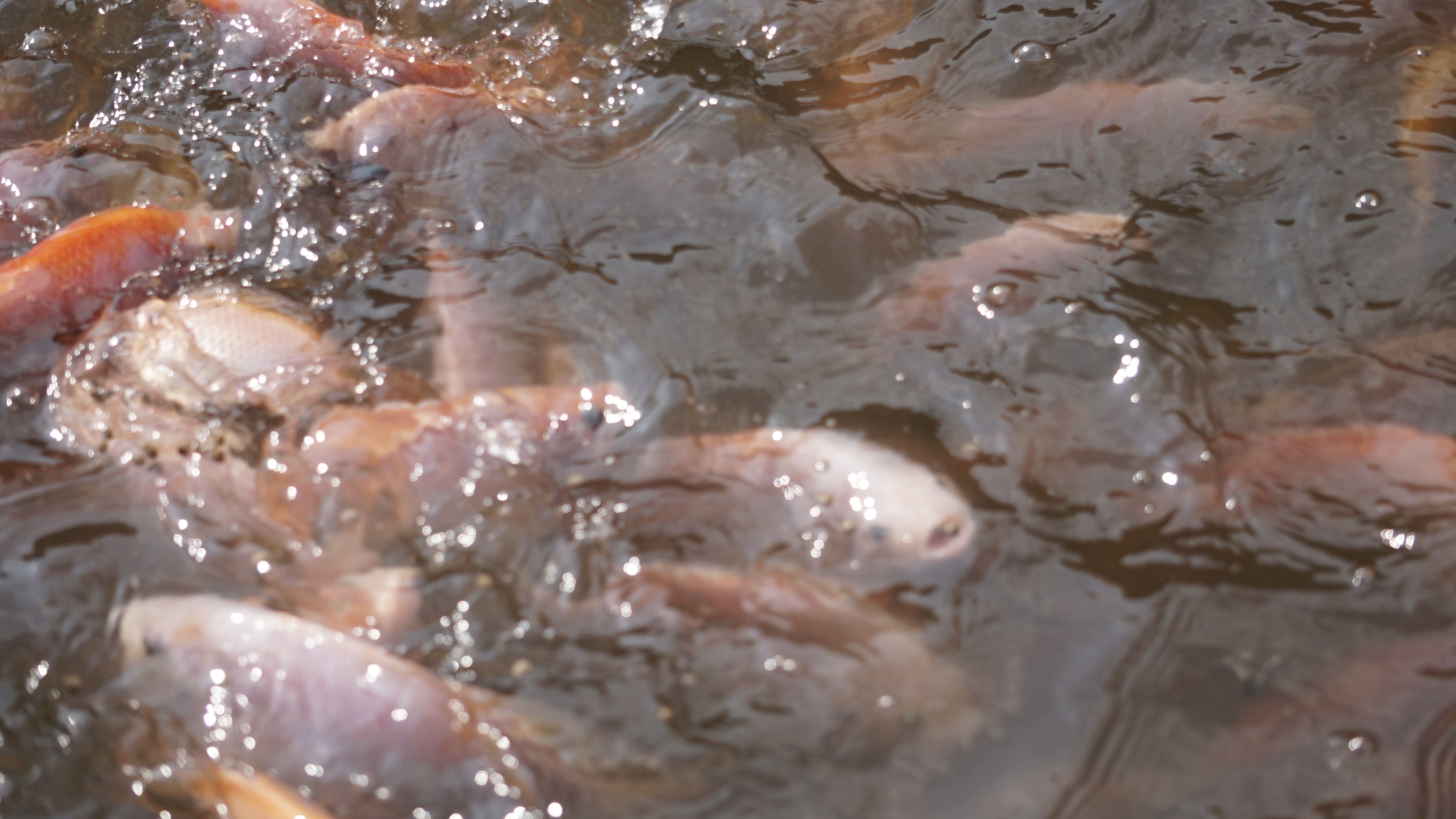 Ikan nila merah yang dipelihara dalam kolam budidaya