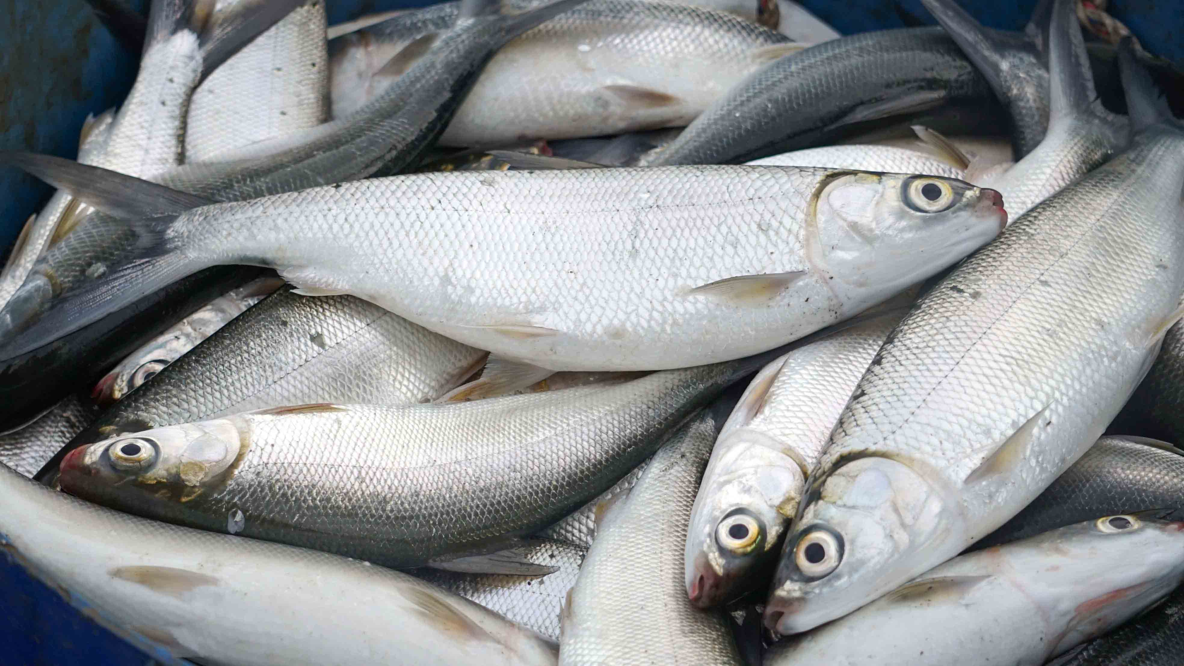 Sekumpulan ikan bandeng