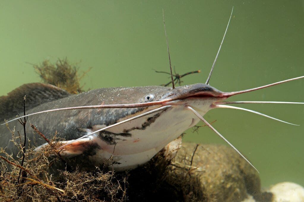 Ikan lele yang berada di dasar