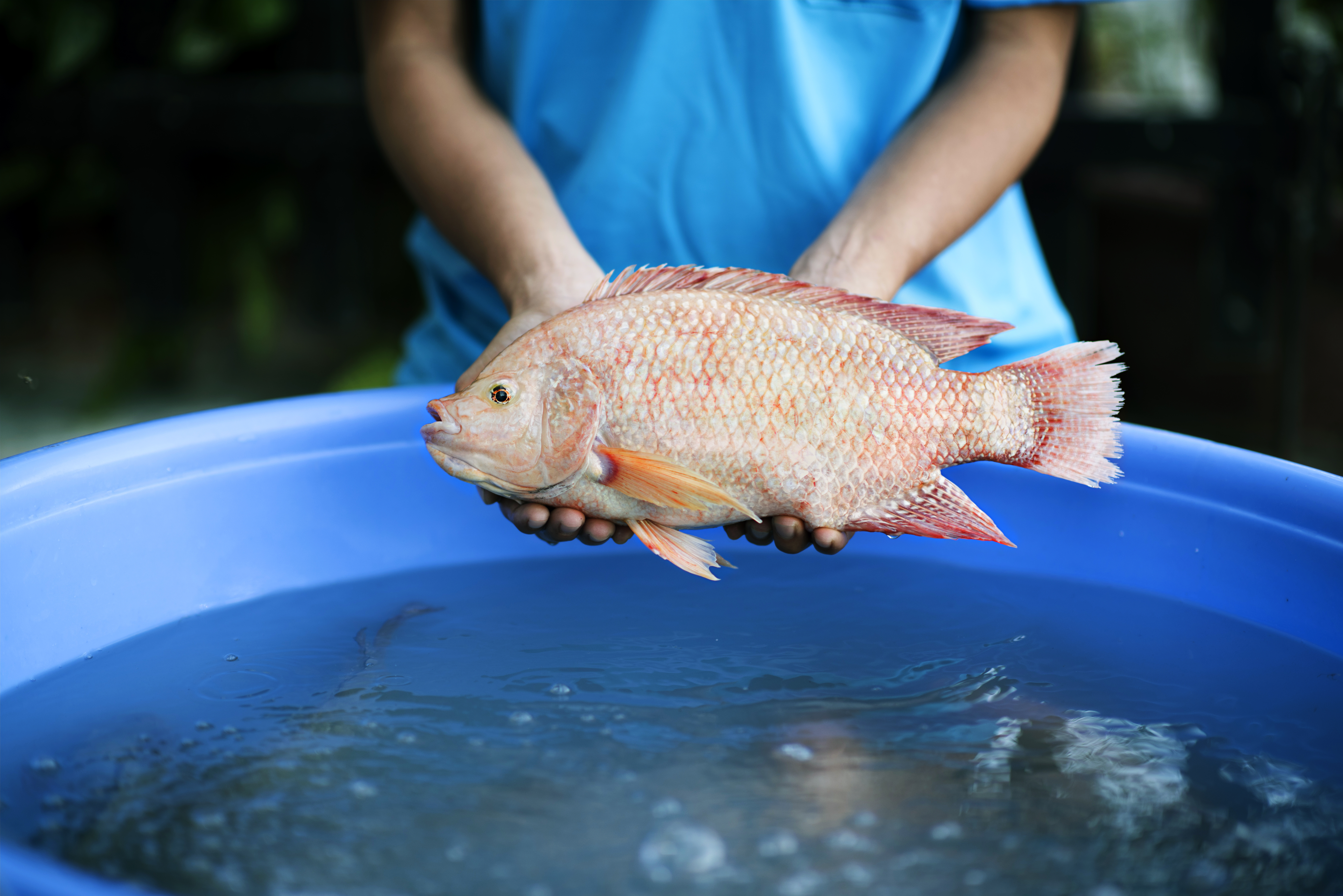 Ikan Nila Merah Dalam Umur Panen
