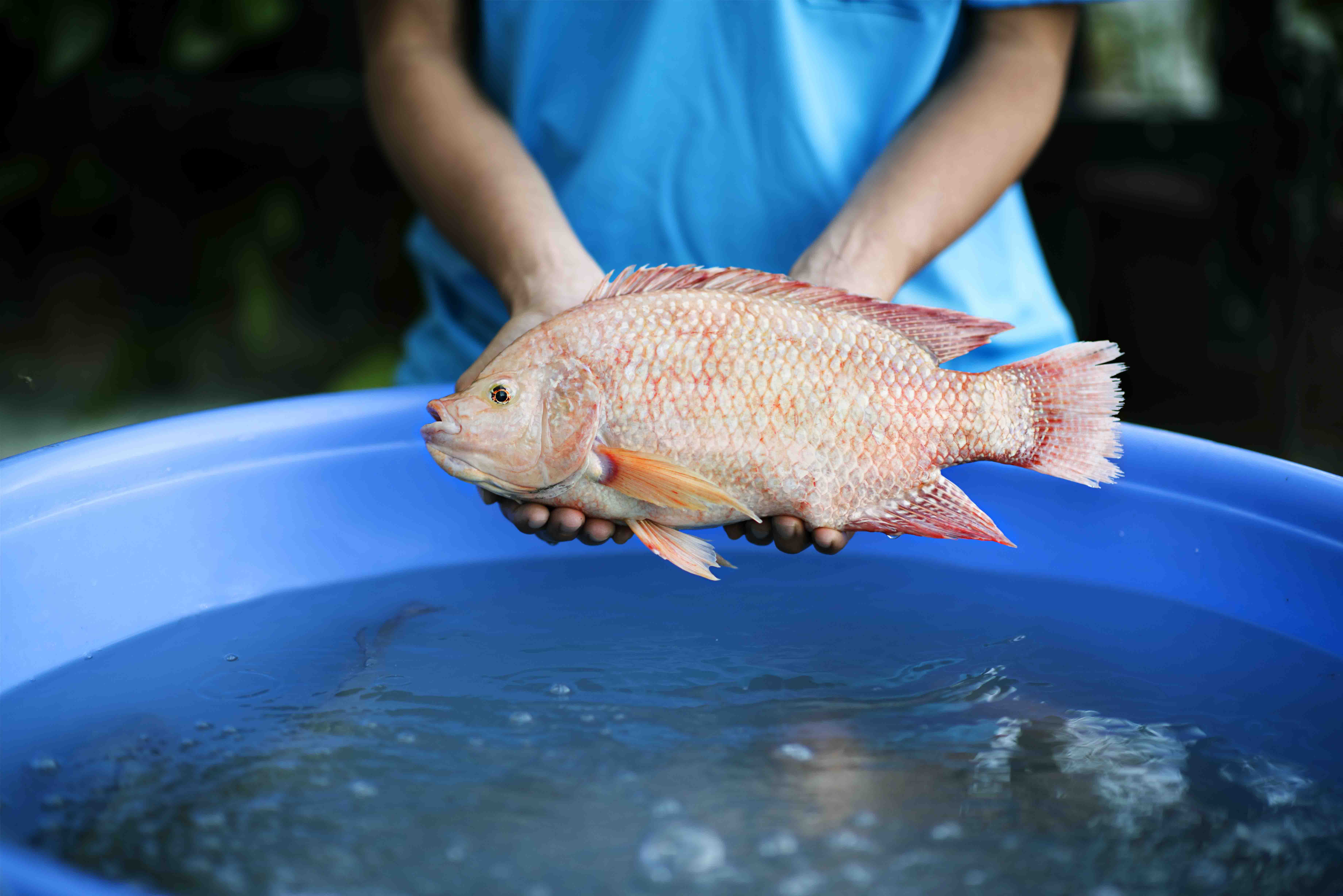 Ikan nila merah yang sedang digenggam oleh pembudidaya ikan