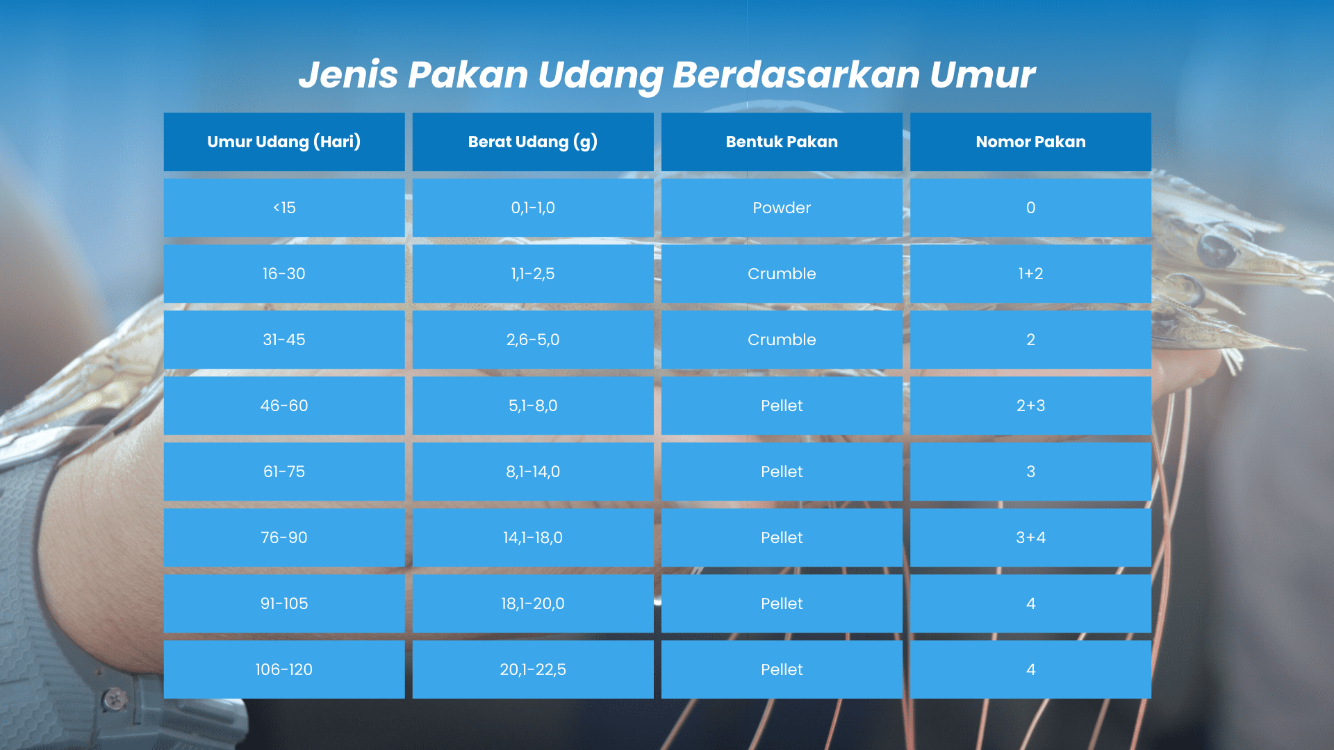 Penyesuaian ukuran pemberian pakan udang bedasarkan fase pembesarannya