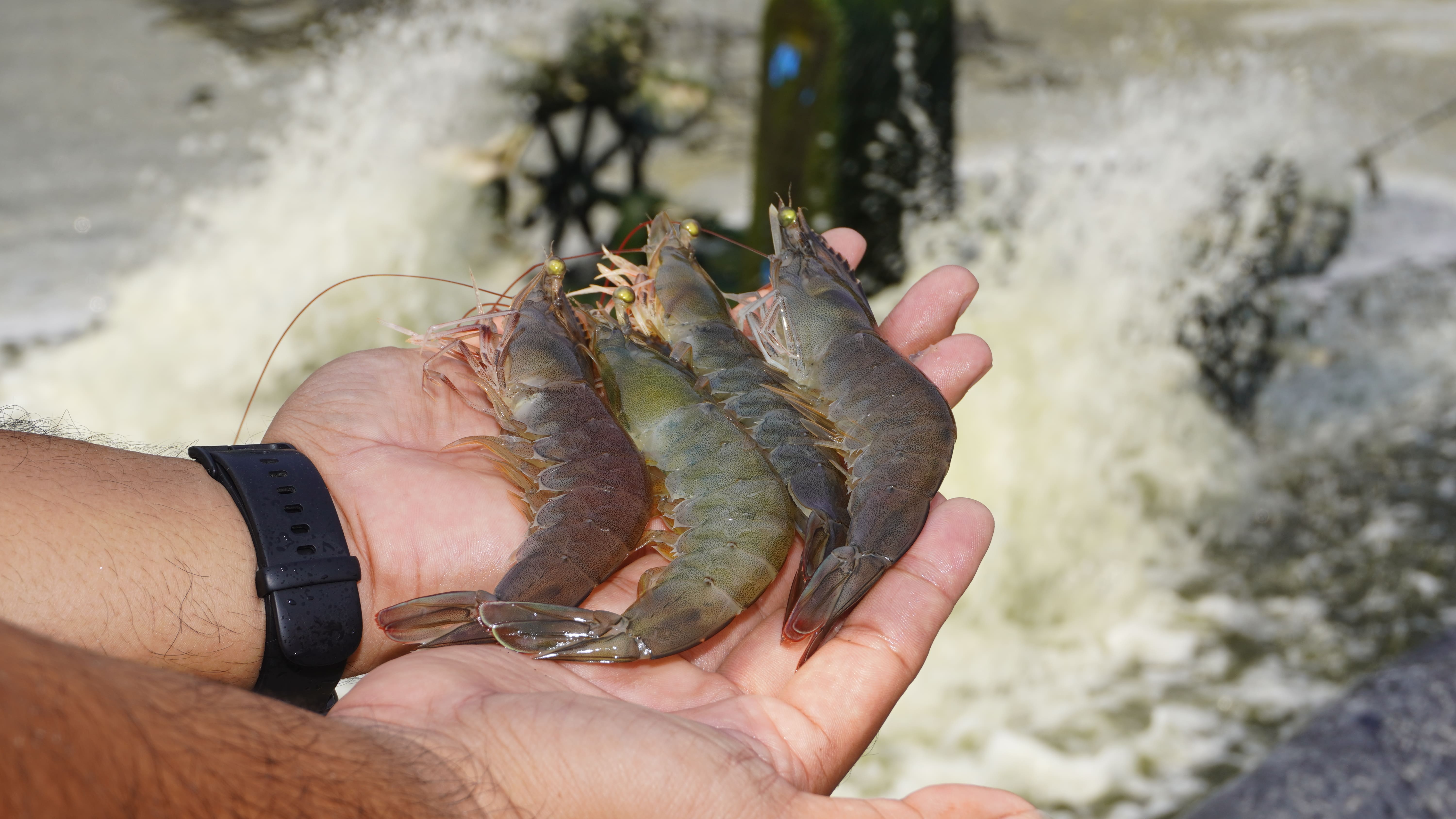Penerapan biosekuriti yang tepat meningkatkan kualitas panen udang secara postif