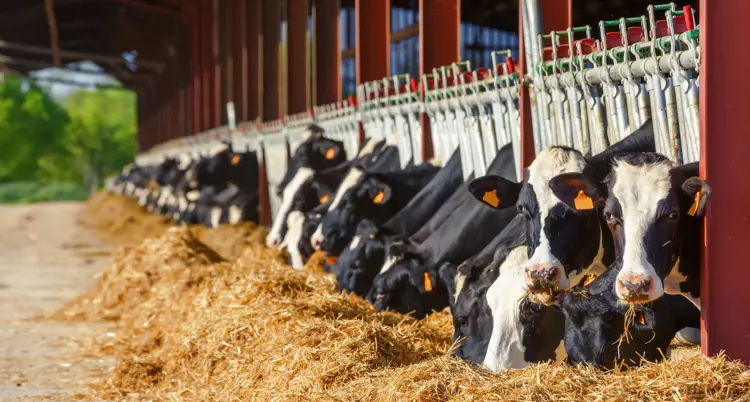Sapi Peras 9 Jenis Sapi Perah yang Populer di Indonesia