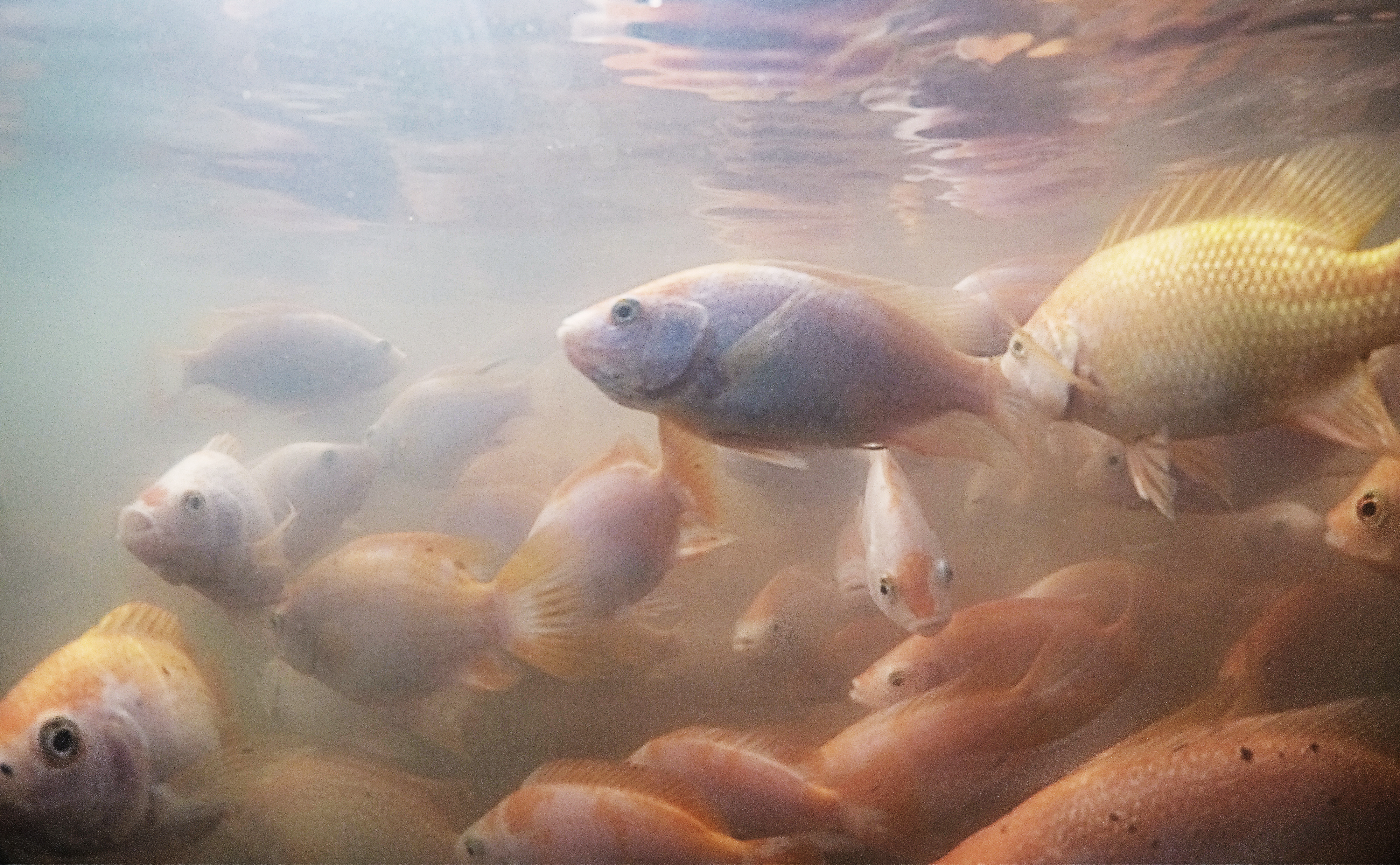 Sekumpulan ikan nila merah pada masa pembesaran budidaya ikan air tawar