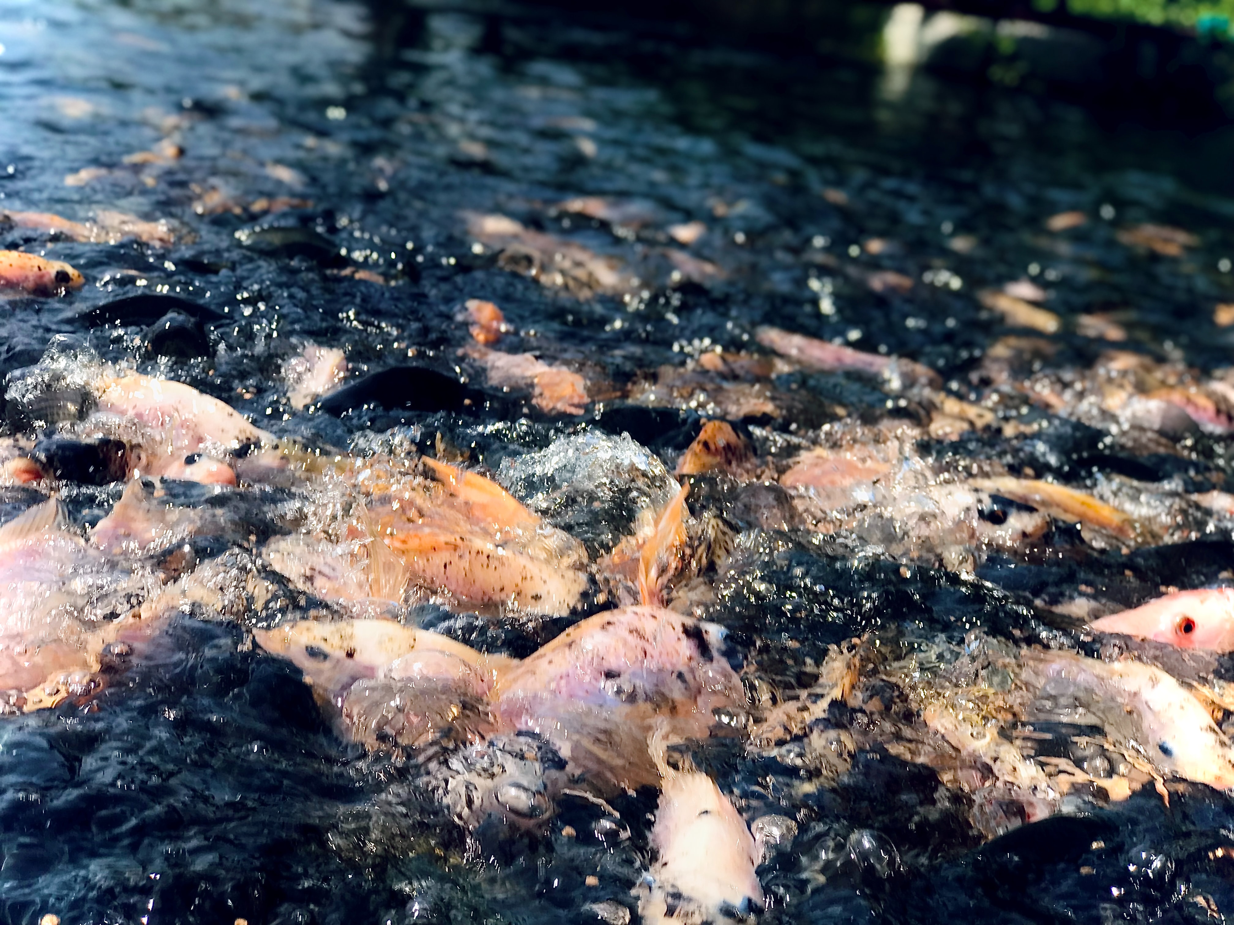 Ikan Nila Merah pada Permukaan Air dalam Kegiatan Pemberian Makanan (Pakan) Ikan