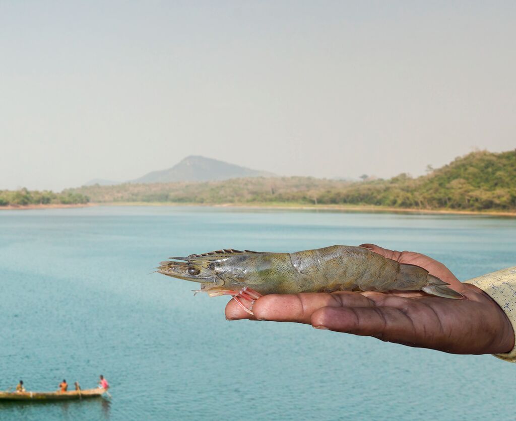 Udang yang sehat dalam Genggaman Pembudidaya