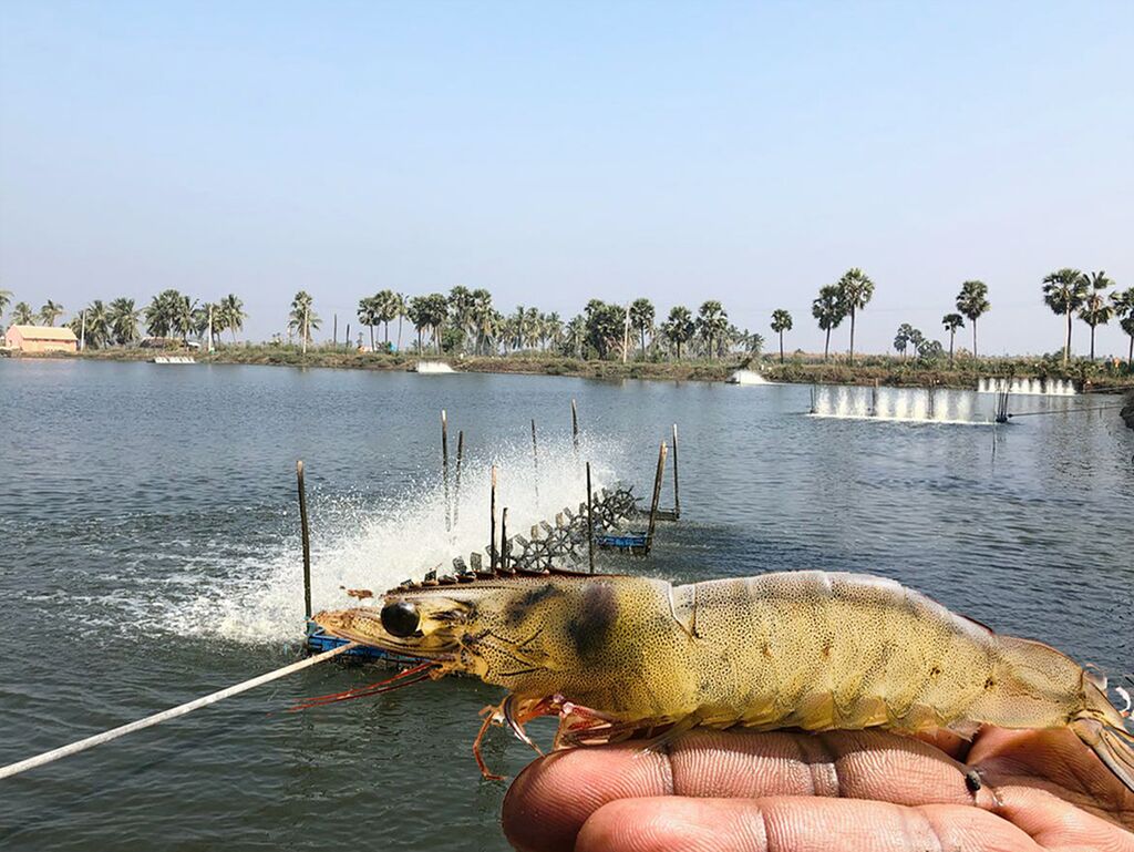 Udang dalam Budidaya Memerlukan Dissolved Oksigen yang tinggi untuk meningkatkan Daya Hidupnya