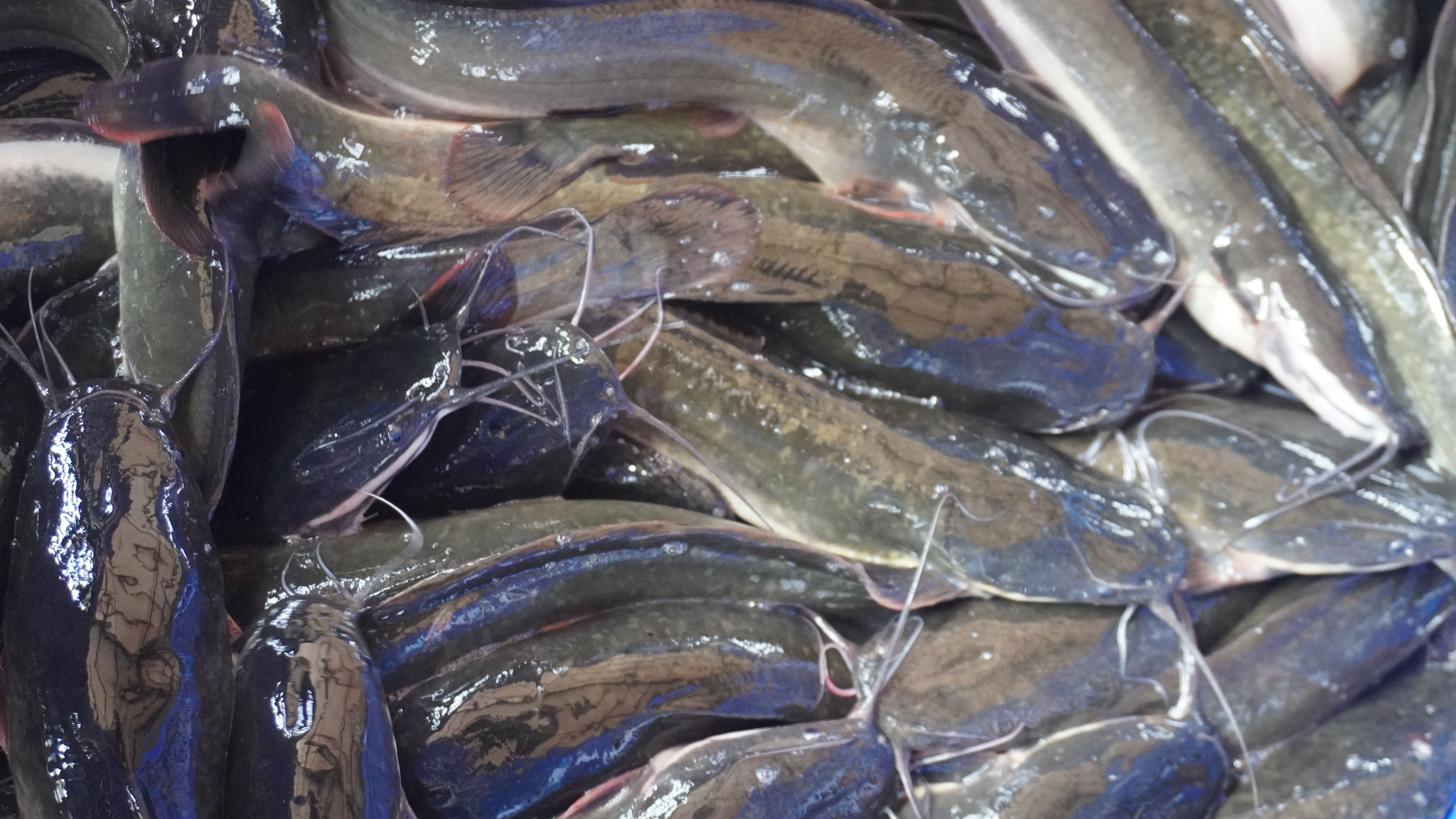 Clarias sp atau ikan lele merupakan ikan favorit budidaya ikan air tawar di Indonesia