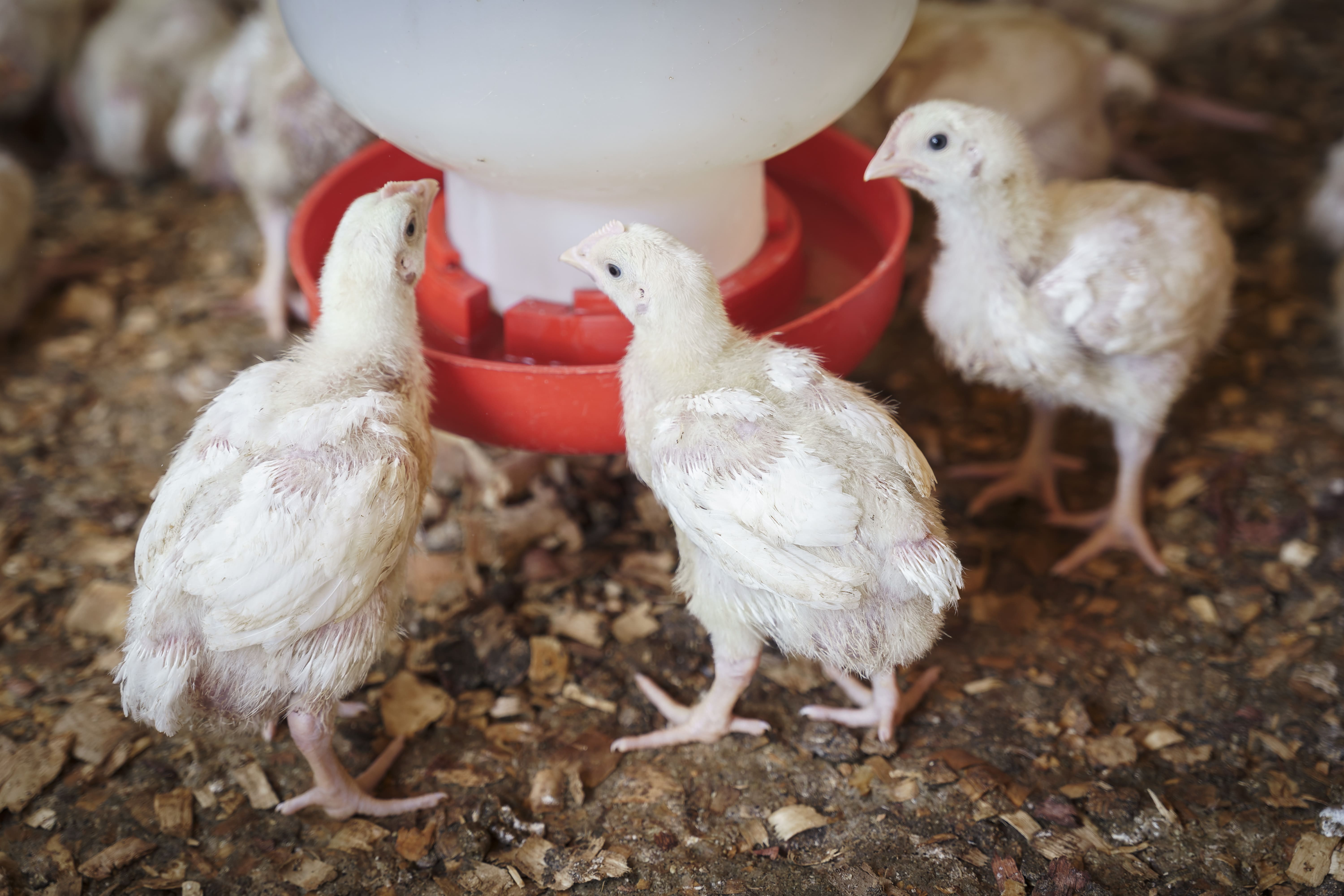 Keberhasilan beternak ayam broiler dapat terukur melalui Indeks Performance (IP) selama satu periode pemeliharaan