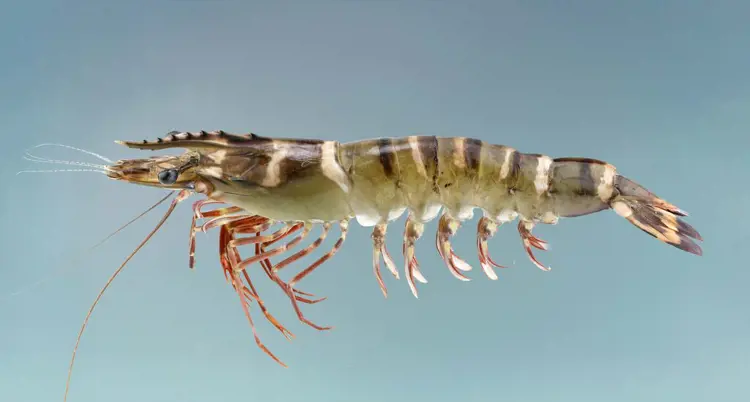 Udang windu atau pancet yang memiliki nama latin Penaeus monodon