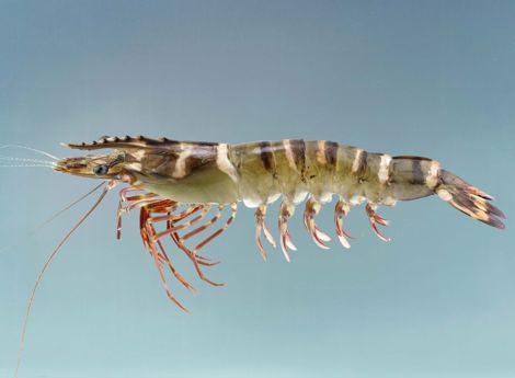 Udang windu atau pancet yang memiliki nama latin Penaeus monodon