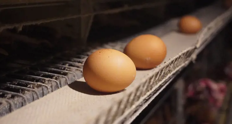 Sebutir telur ayam ras dalam kandang ayam layer closed house