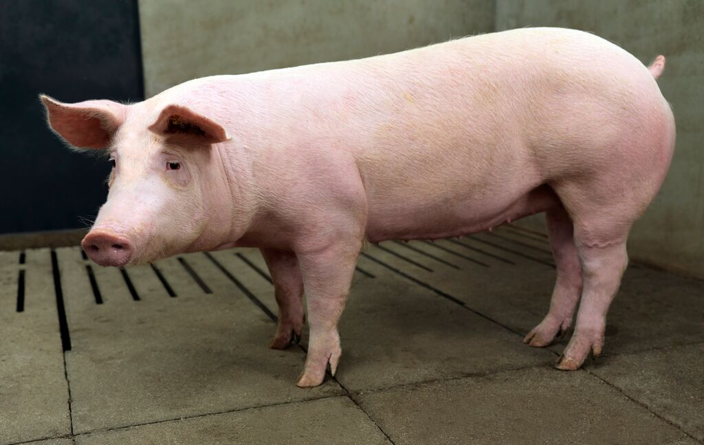 Ternak babi penggemukan dalam masa pertumbuhan