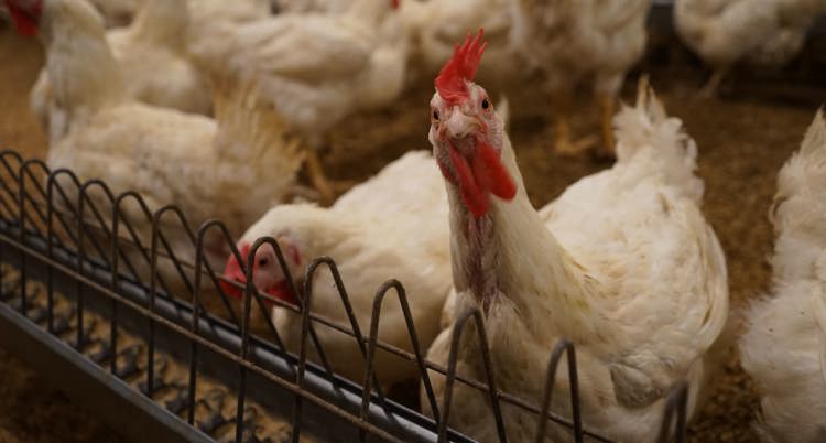 Seekor ayam broiler gps berada disamping tempat pakan dalam kandang closed