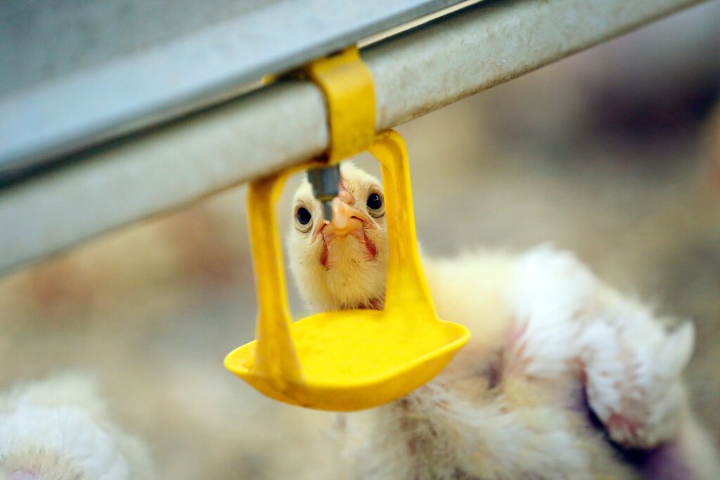 Ayam broiler yang sedang minum air menggunakan nipple drinker