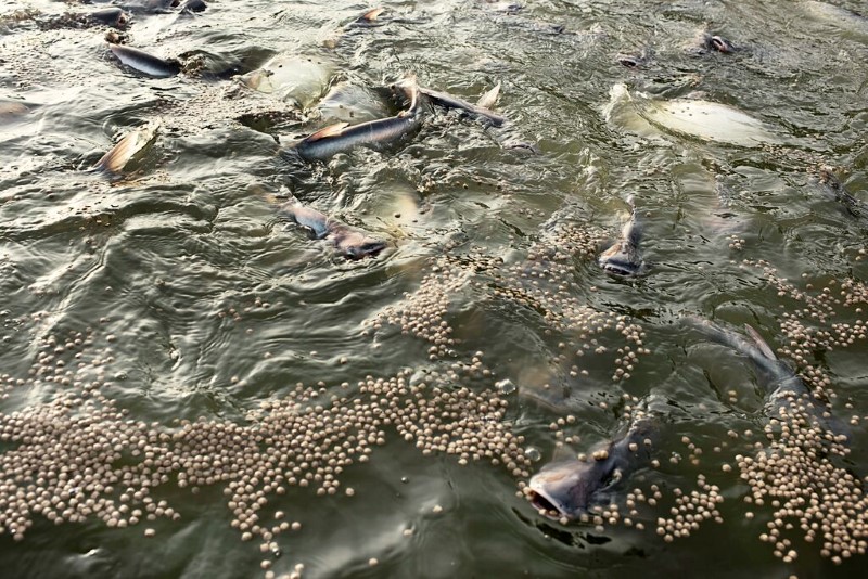 Sekumpulan ikan lele diberikan pakan ikan apung