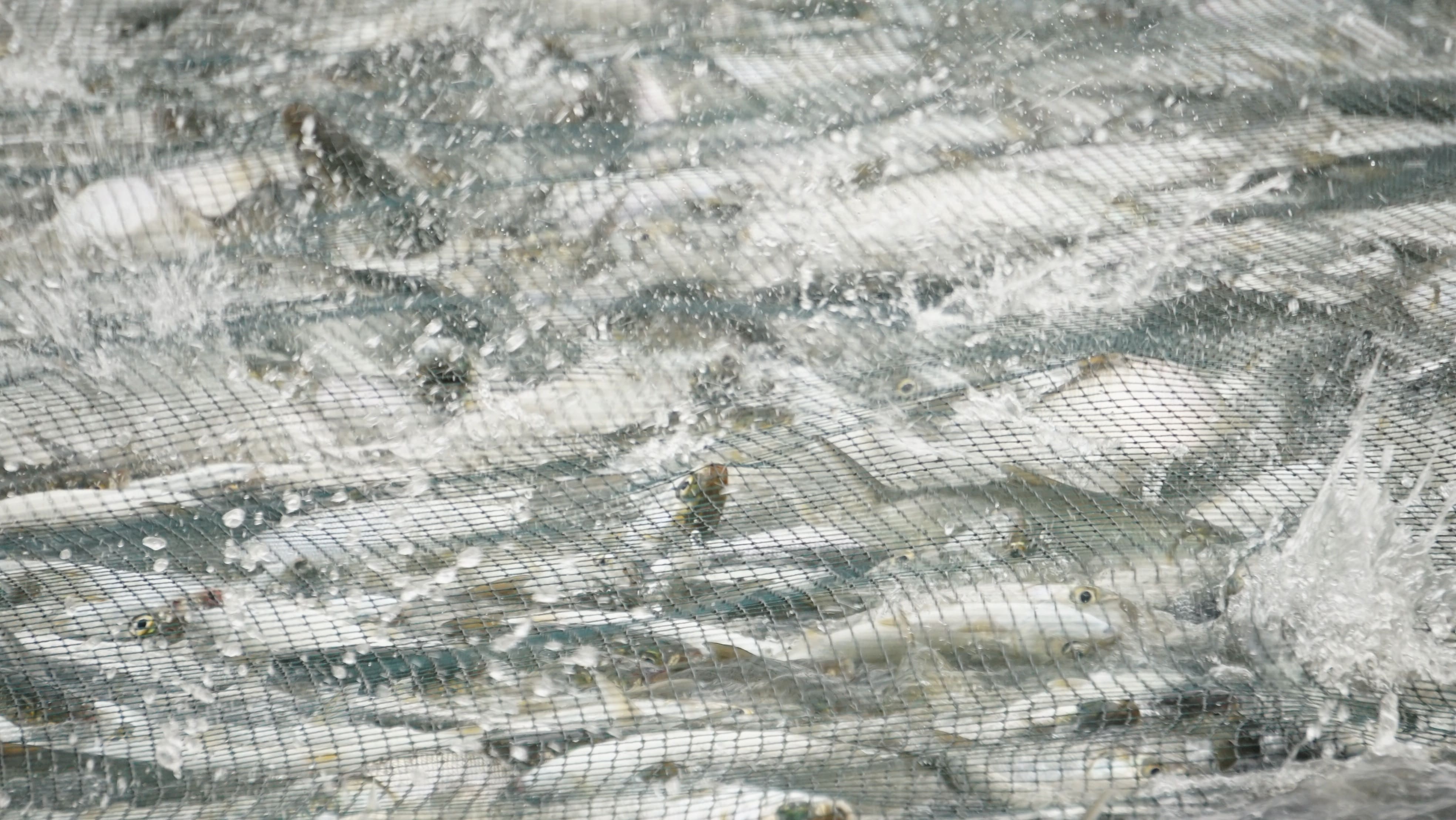 Kawanan ikan bandeng yang sedang dipanen menggunakan jaring dan berada dipermukaan kolam