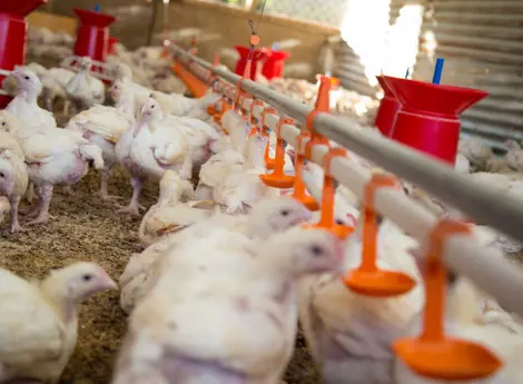 Sekumpulan ayam di dalam kandang yang sedang makan melalui feeder