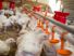 Sekumpulan ayam di dalam kandang yang sedang makan melalui feeder