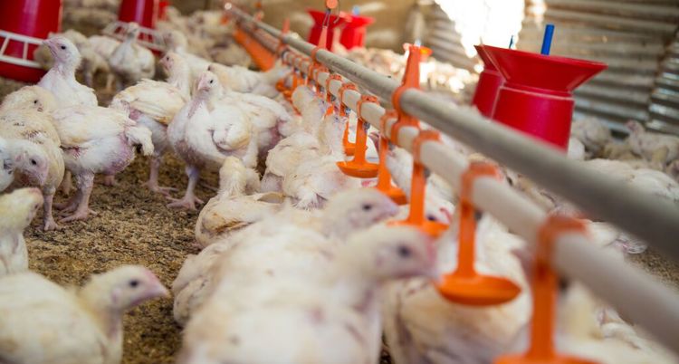 Sekumpulan ayam di dalam kandang yang sedang makan melalui feeder