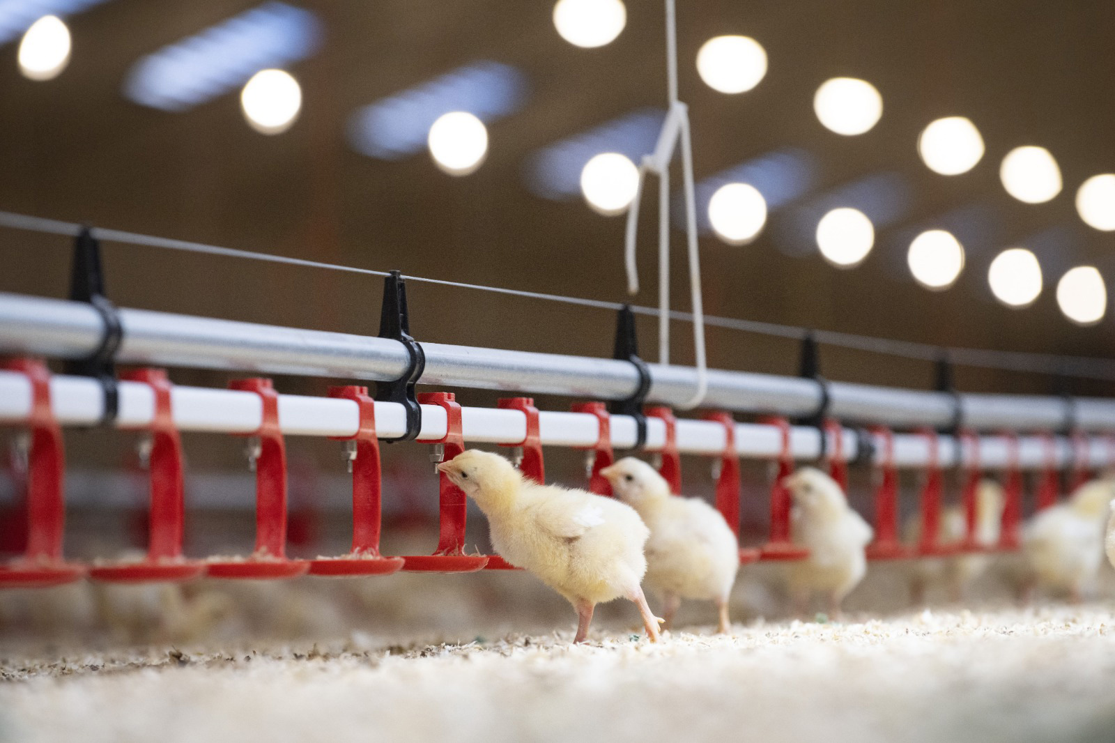 Ayam broiler yang dikandangkan pada sistem closed house memiliki lingkungan yang terkontrol