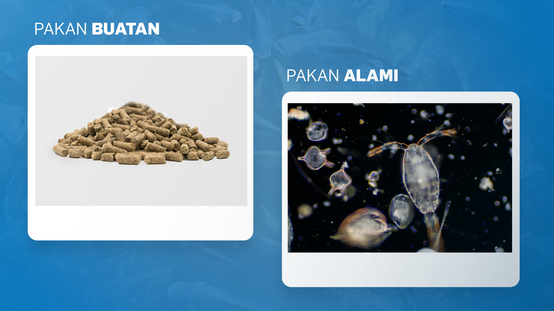 Perbandingan antara pakan ikan alami dan pakan ikan buatan