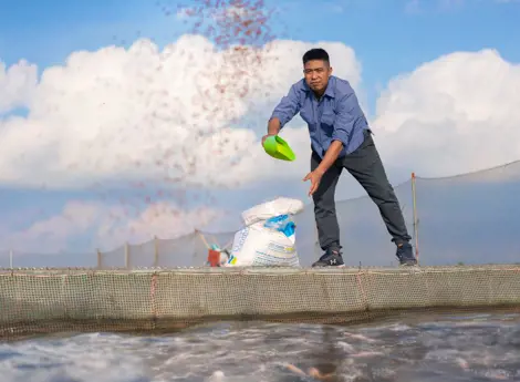 Seorang pembudidaya ikan yang sedang menebarkan pakan ikan untuk kolam budidayanya