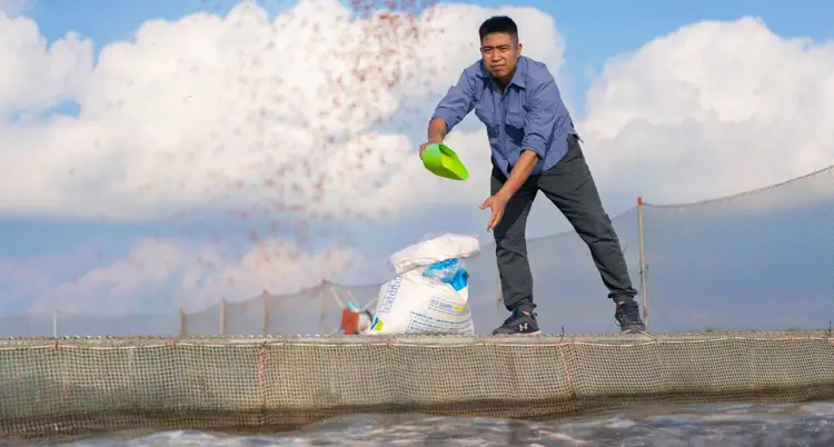Seorang pembudidaya ikan yang sedang menebarkan pakan ikan untuk kolam budidayanya