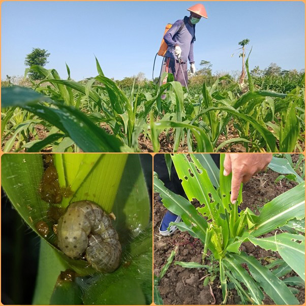 Penanaman jagung berbasis biofertilizer di daerah lampung