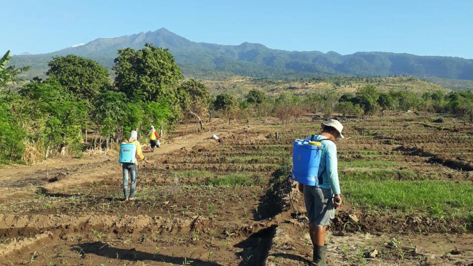 Pengaplikasian biofertilizer organik berbasis rumput laut pada ladang jagung