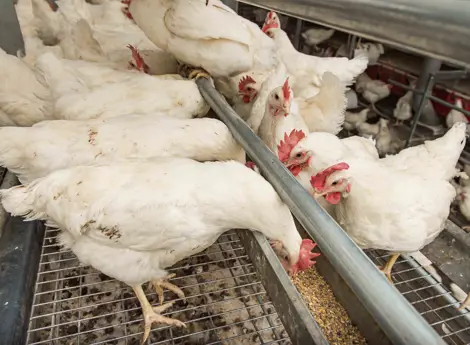 Ayam sedang memakan pakan