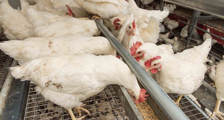 Ayam sedang memakan pakan