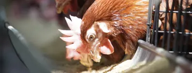 Capai Pertumbuhan Optimal Fase Brooding Ayam Broiler: Panduan Lengkap