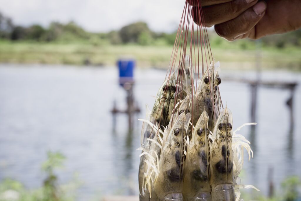 FCR rendah untuk peningkatan efisiensi dalam pemberian pakan udang