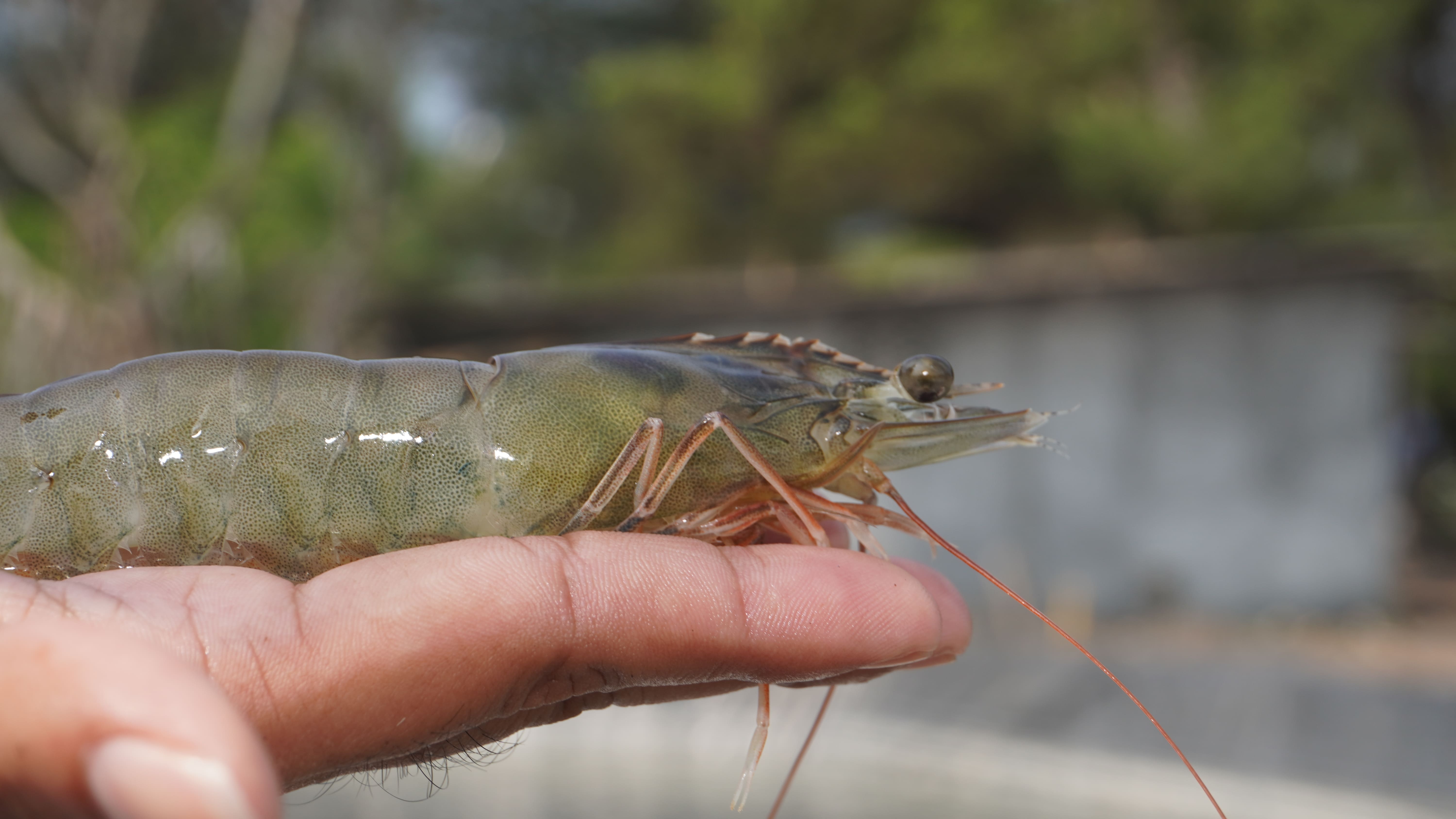 Seekor udang vannamei yang ditempatkan diatas tangan