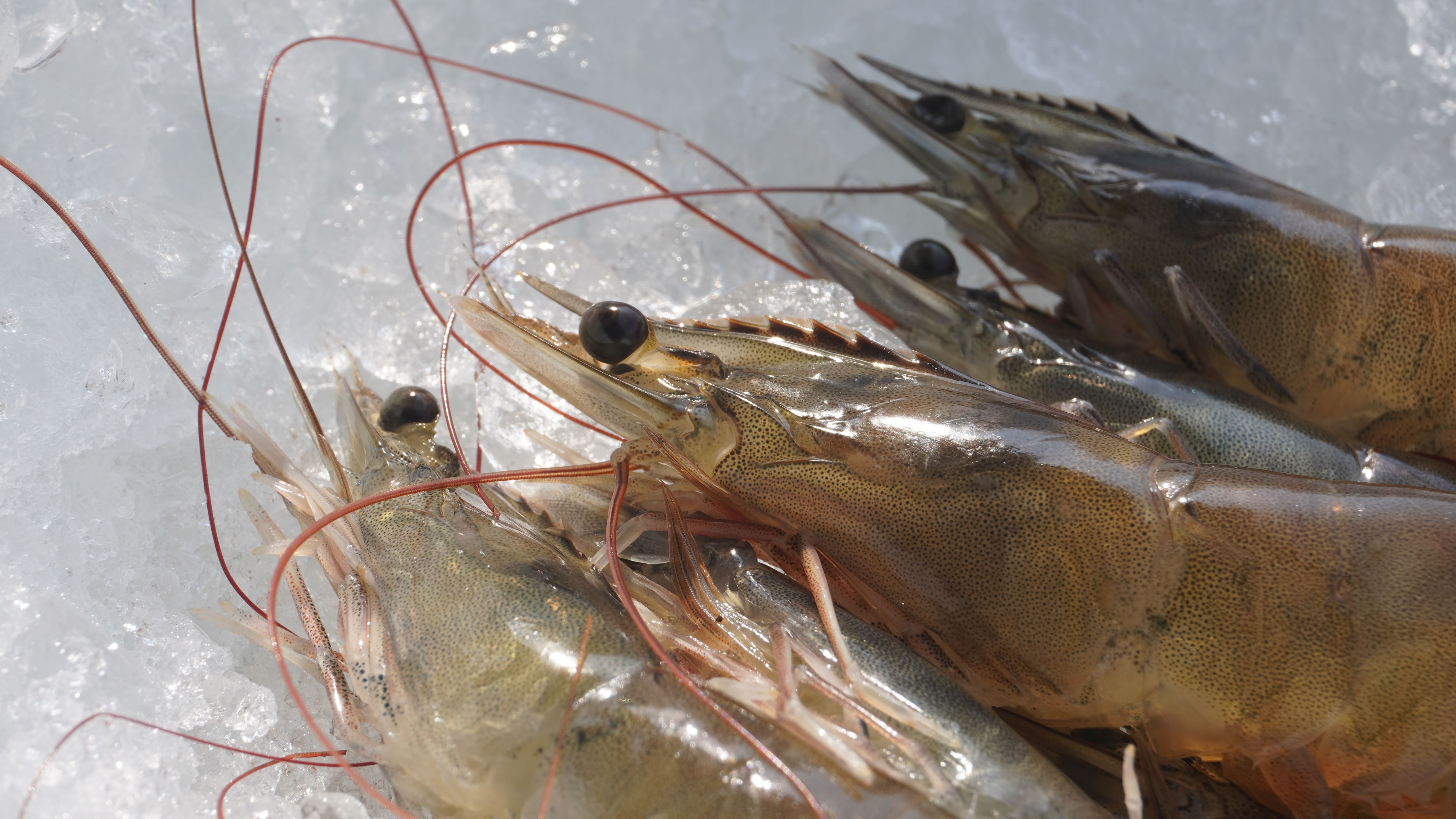 Foto close up kepala udang diatas es batu