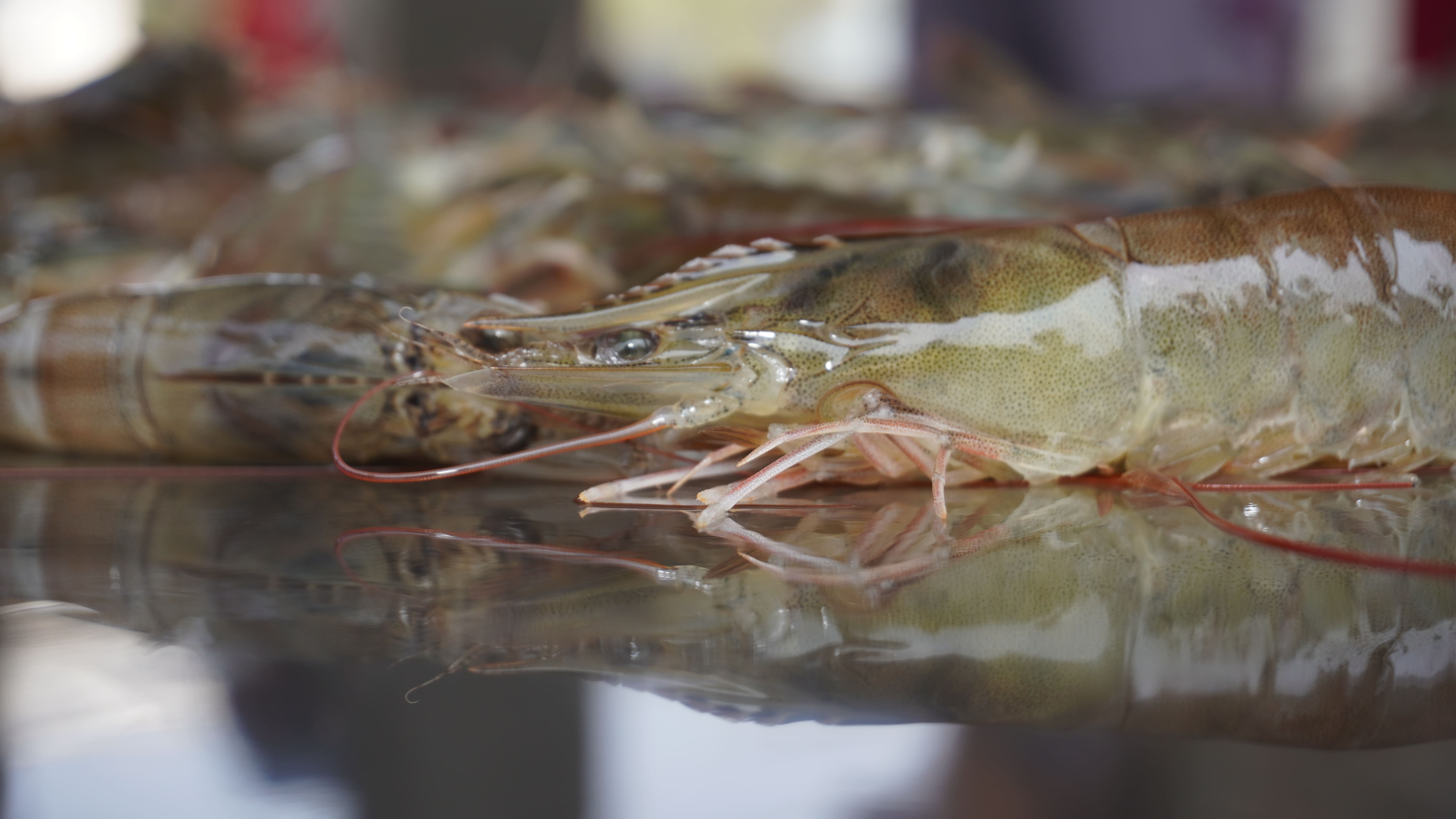 Foto close up kepala udang diatas meja silver