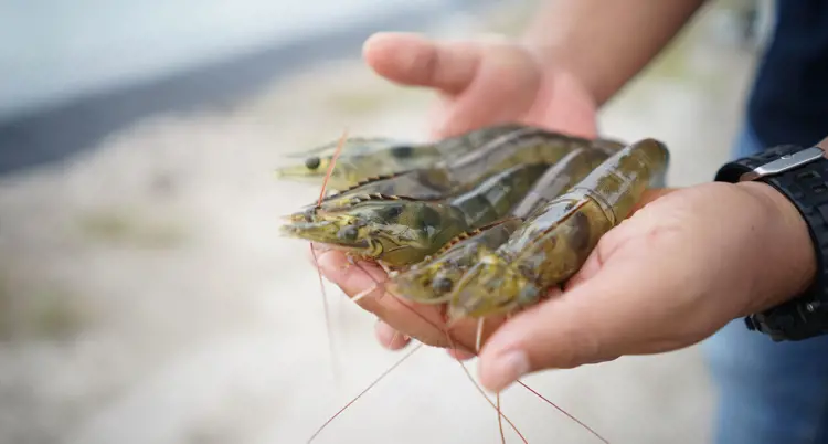 Udang vaname/vannamei dalam genggaman tangan