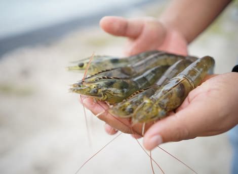 Udang vaname/vannamei dalam genggaman tangan