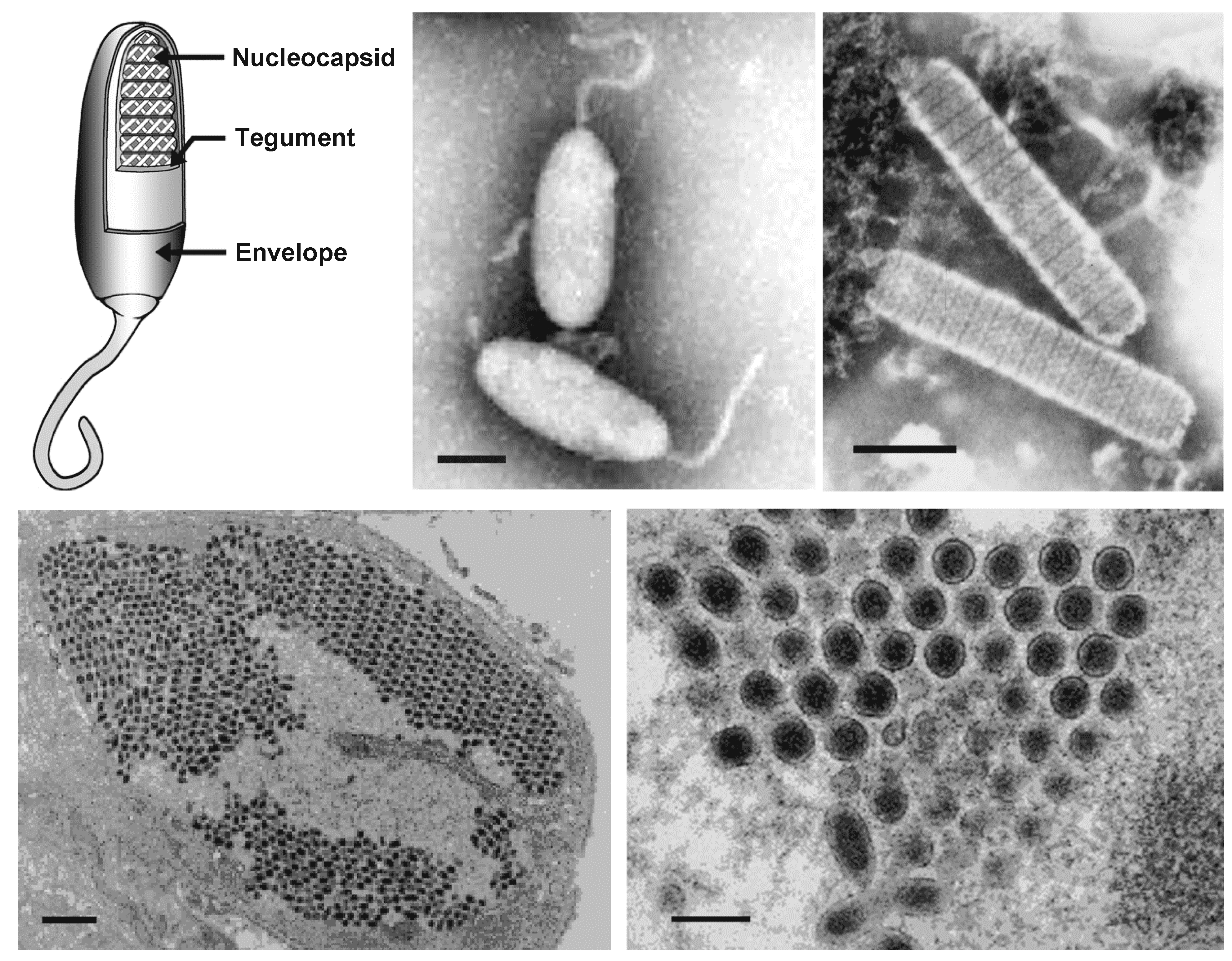Nimaviridae